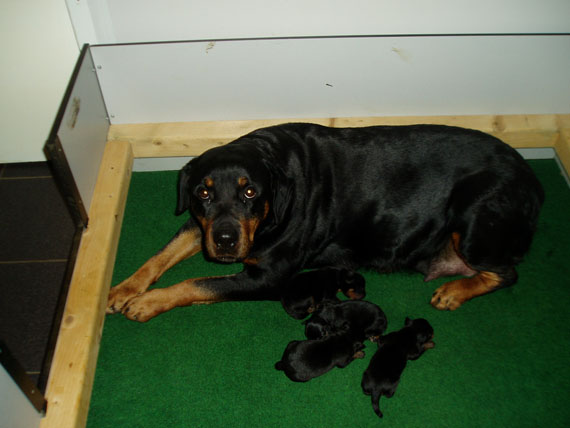 puppy's F-nest
